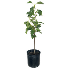 Fignominal Fig