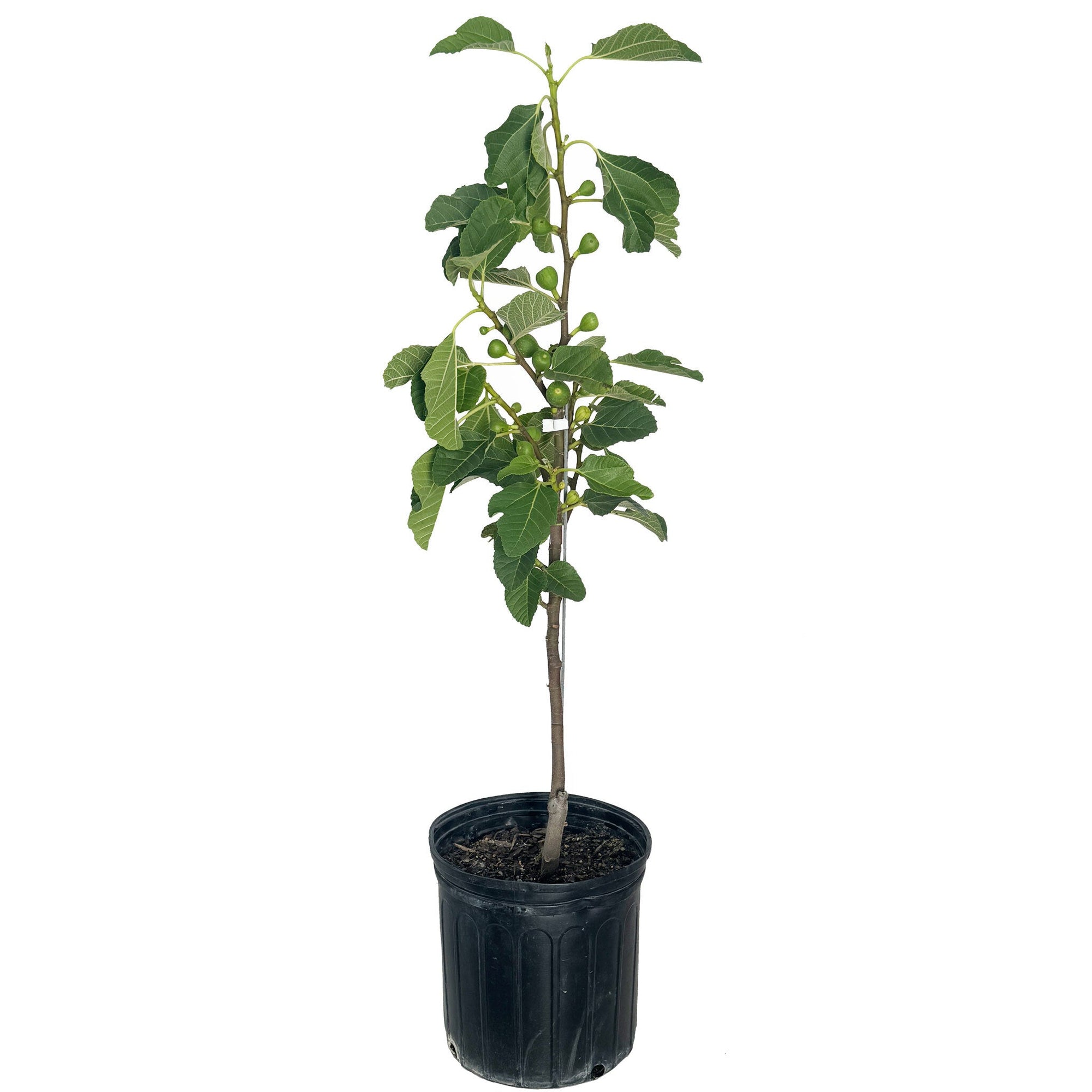 Fignominal Fig
