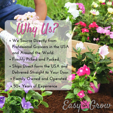 Gladiolus - Union Jack