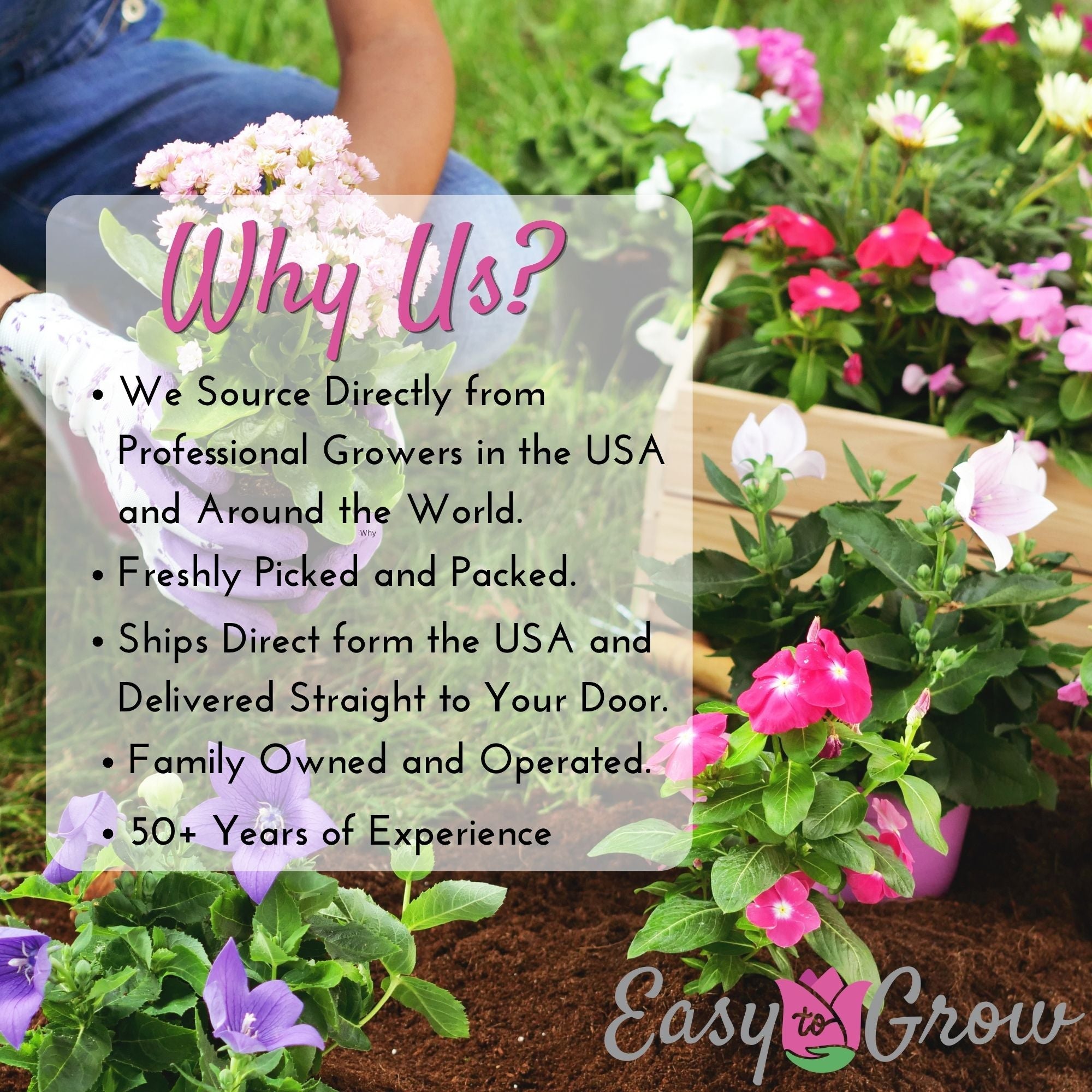 Gladiolus - Union Jack