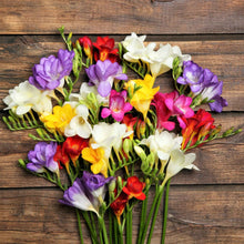 Freesia - Doubles Mix