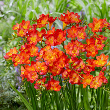 Freesia - Single Bi-Color