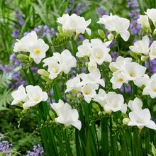 Freesia - Single White