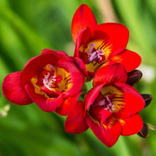 Freesia - Doubles Mix: 15 bulbs