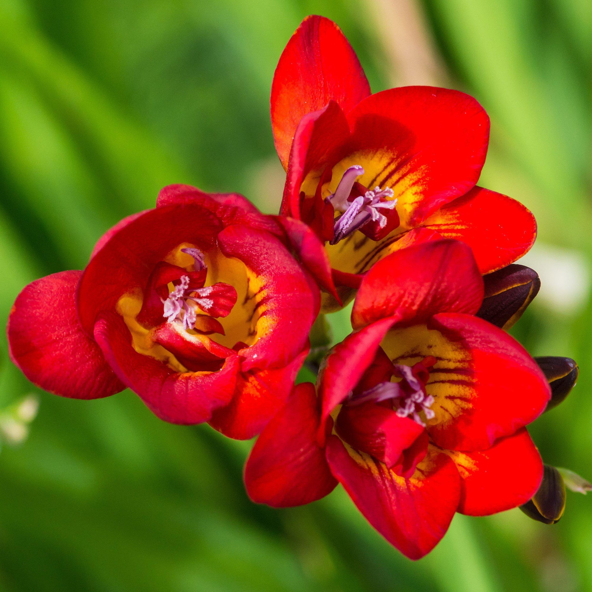 Freesia - Double Bicolor