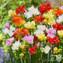Freesia - Doubles Mix