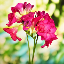 Freesia - Double Pink