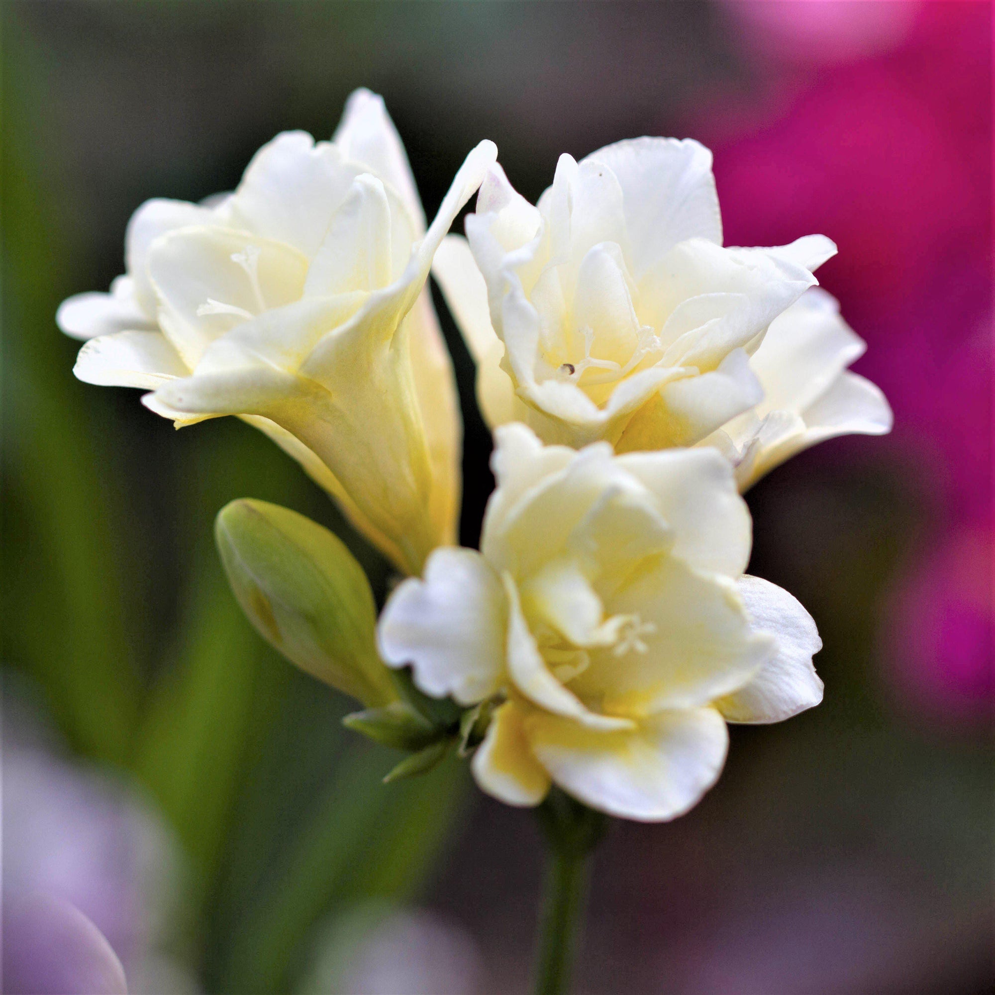 Freesia - Doubles Mix