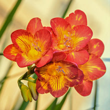 Freesia - Single Bi-Color: 15 bulbs
