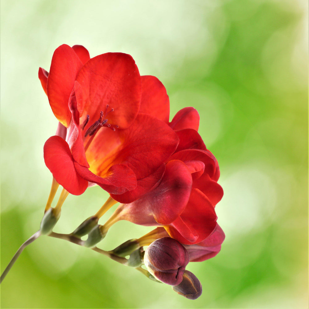 Freesia - Single Bicolor