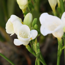 Freesia - Single White