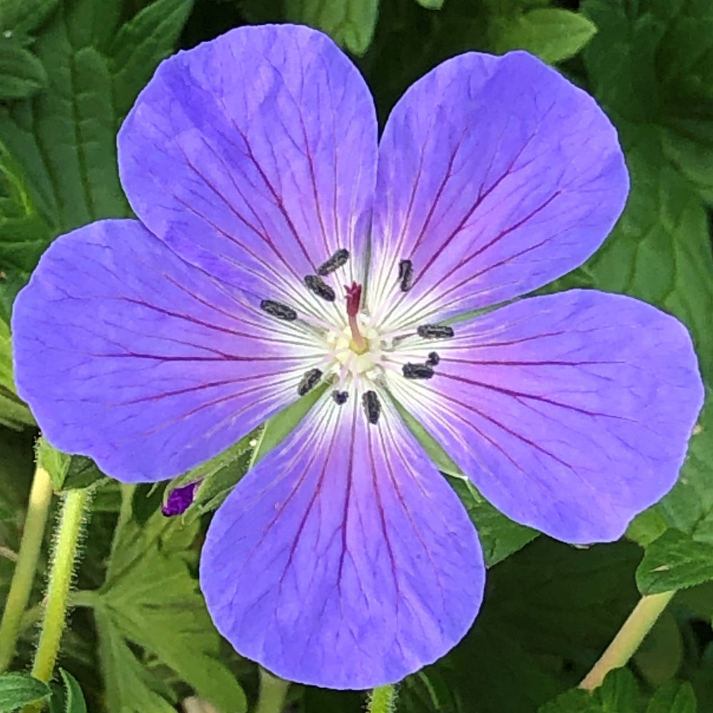 Geranium x Johnson's Blue 1G