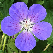 Geranium x Johnson's Blue 1G
