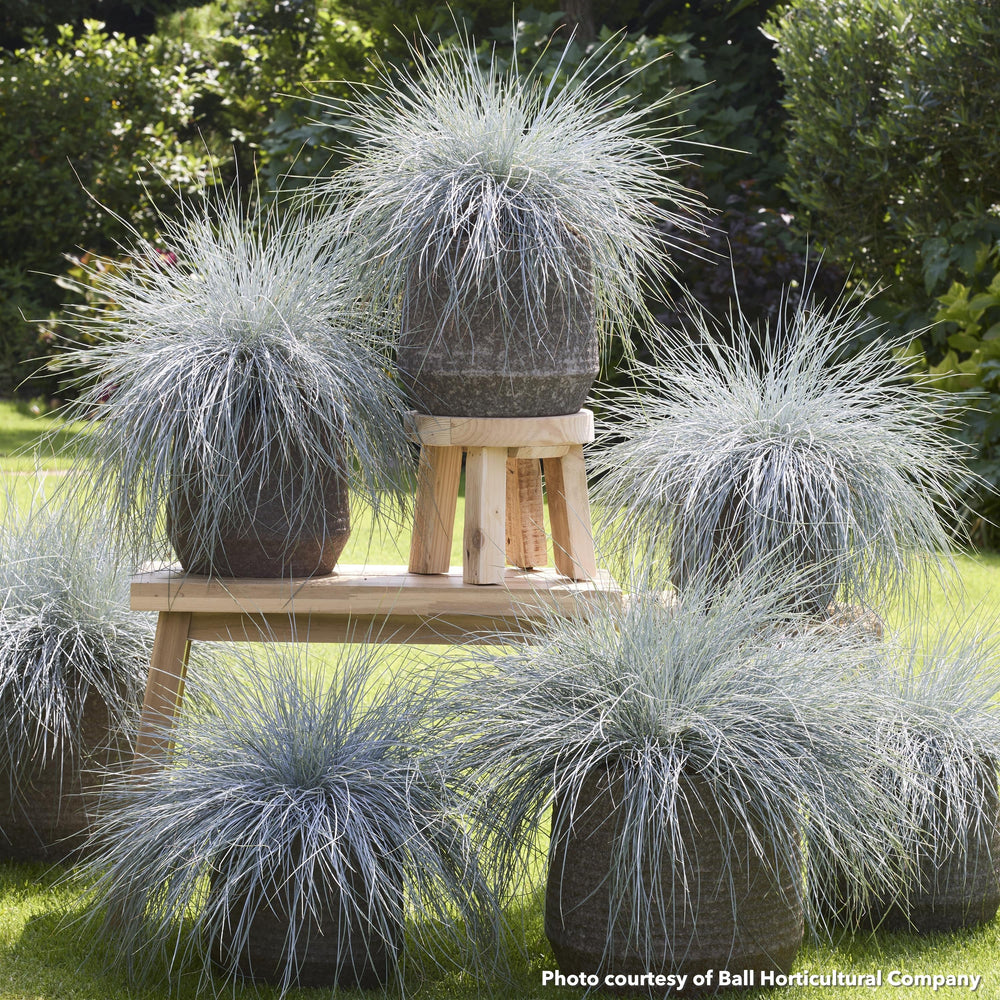 Festuca glauca Beyond Blue 1G