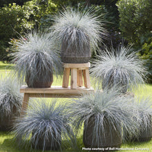 Festuca glauca Beyond Blue 1G