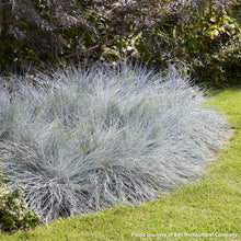 Festuca glauca Beyond Blue 1G