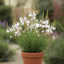 Gaura White Seed
