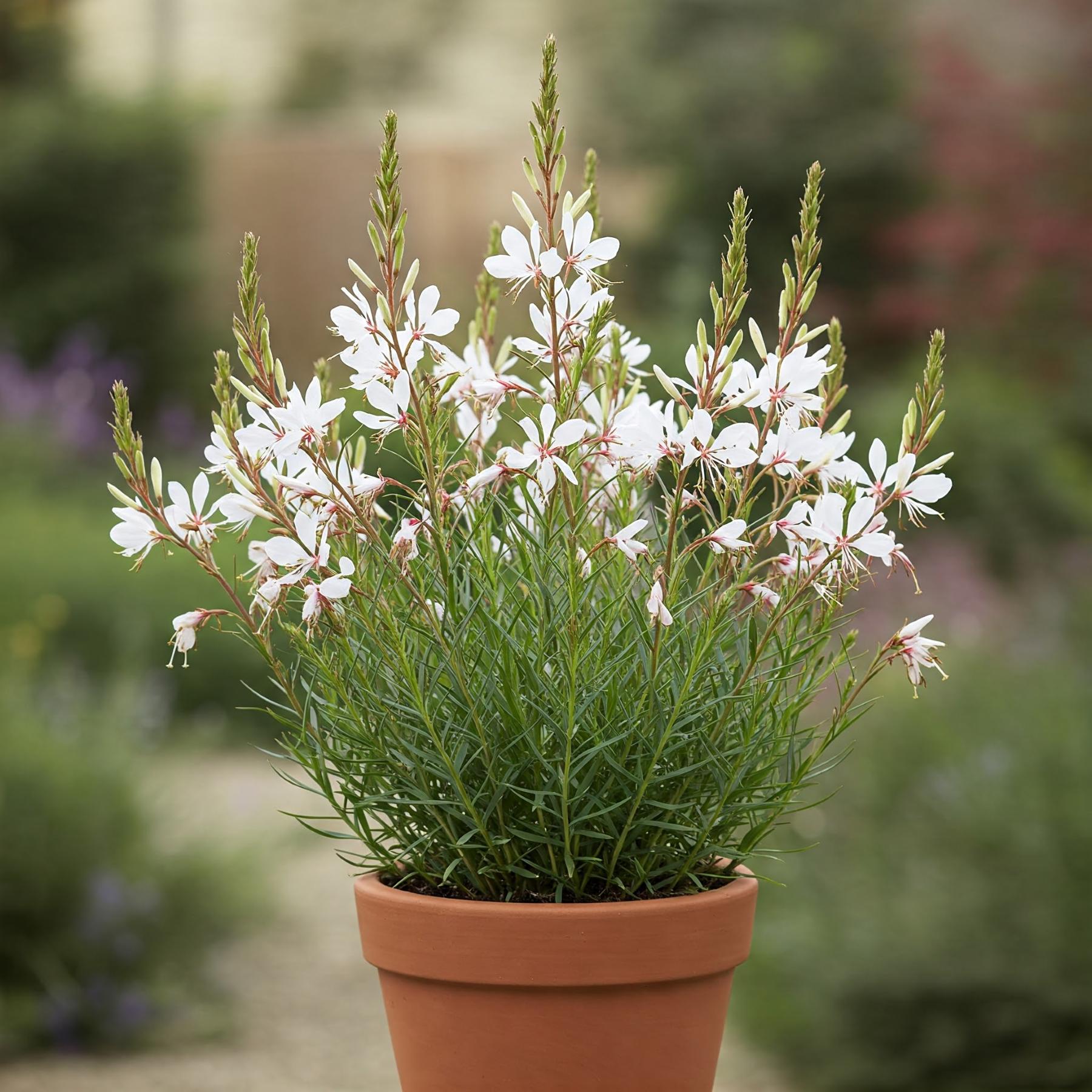 Gaura White Seed