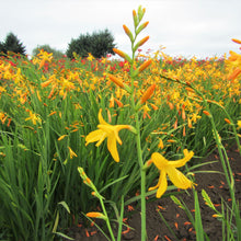 Crocosmia - George Davidson: 20 corms