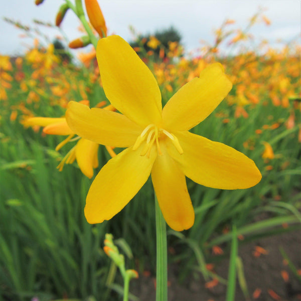Crocosmia - George Davidson: 20 corms