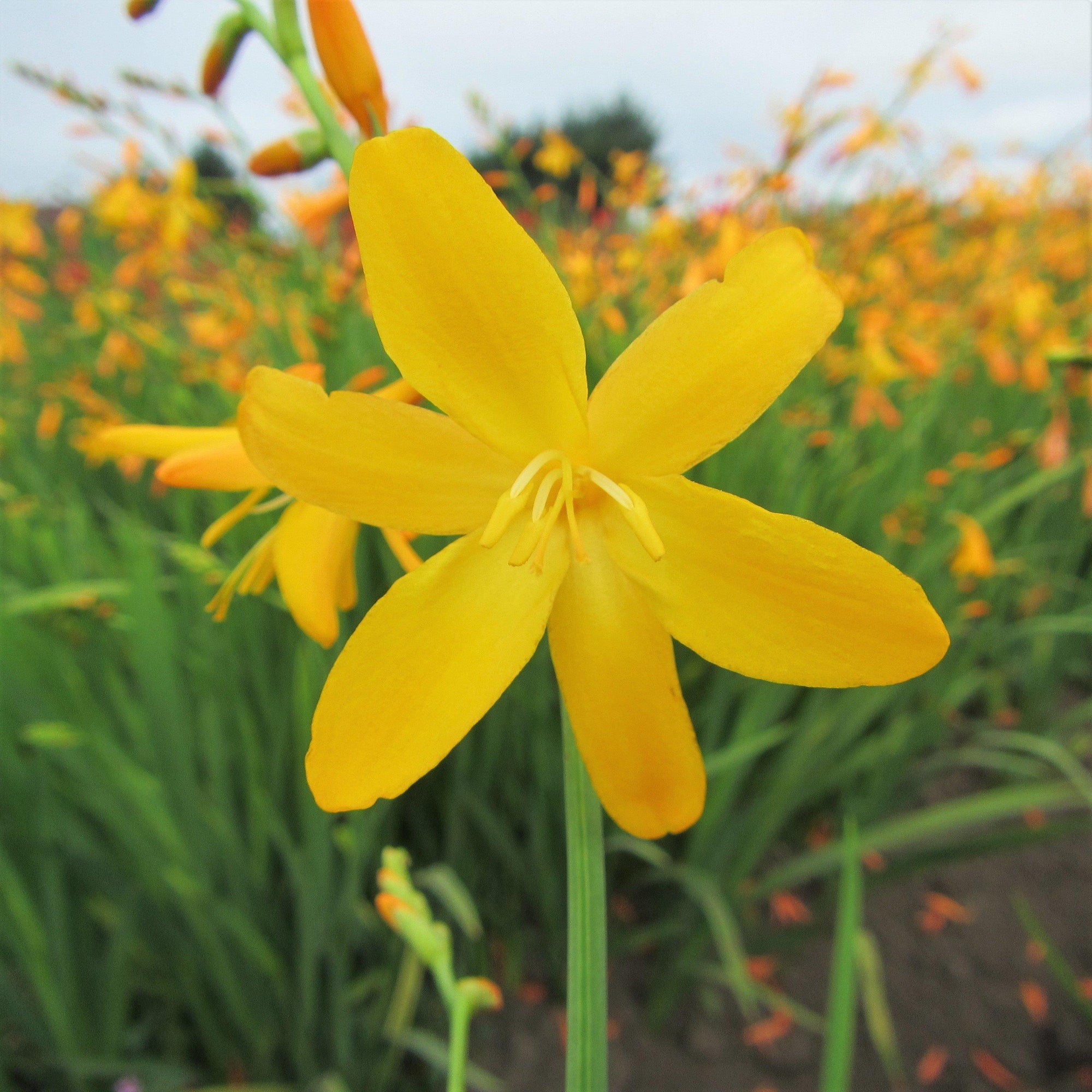 Crocosmia - George Davidson