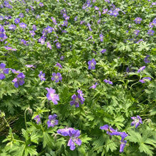 Geranium x Johnson's Blue 1G