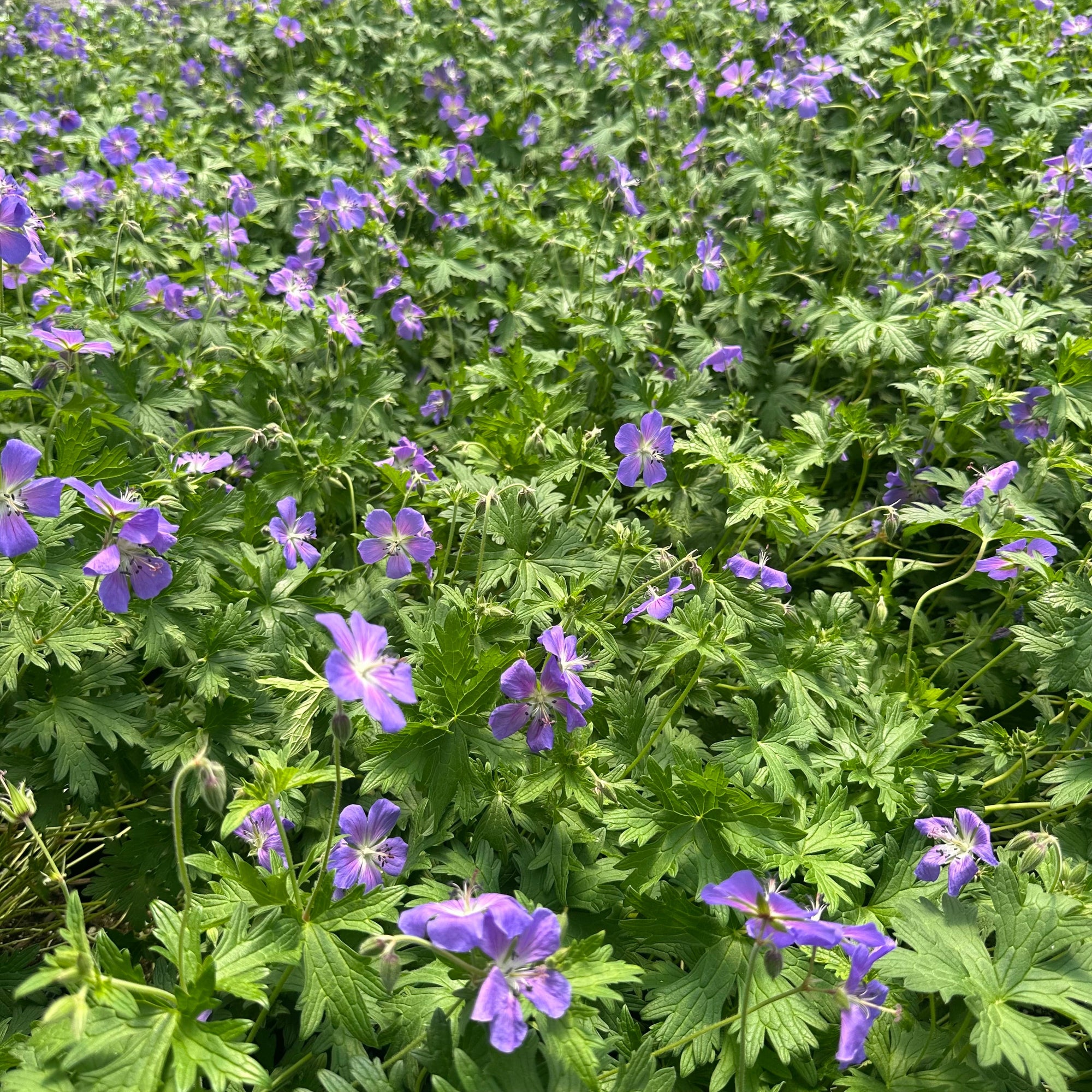 Geranium x Johnson's Blue 1G