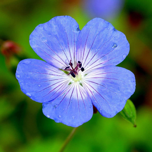 Geranium Tapestry Mix (Perennial Hardy Cranesbill)