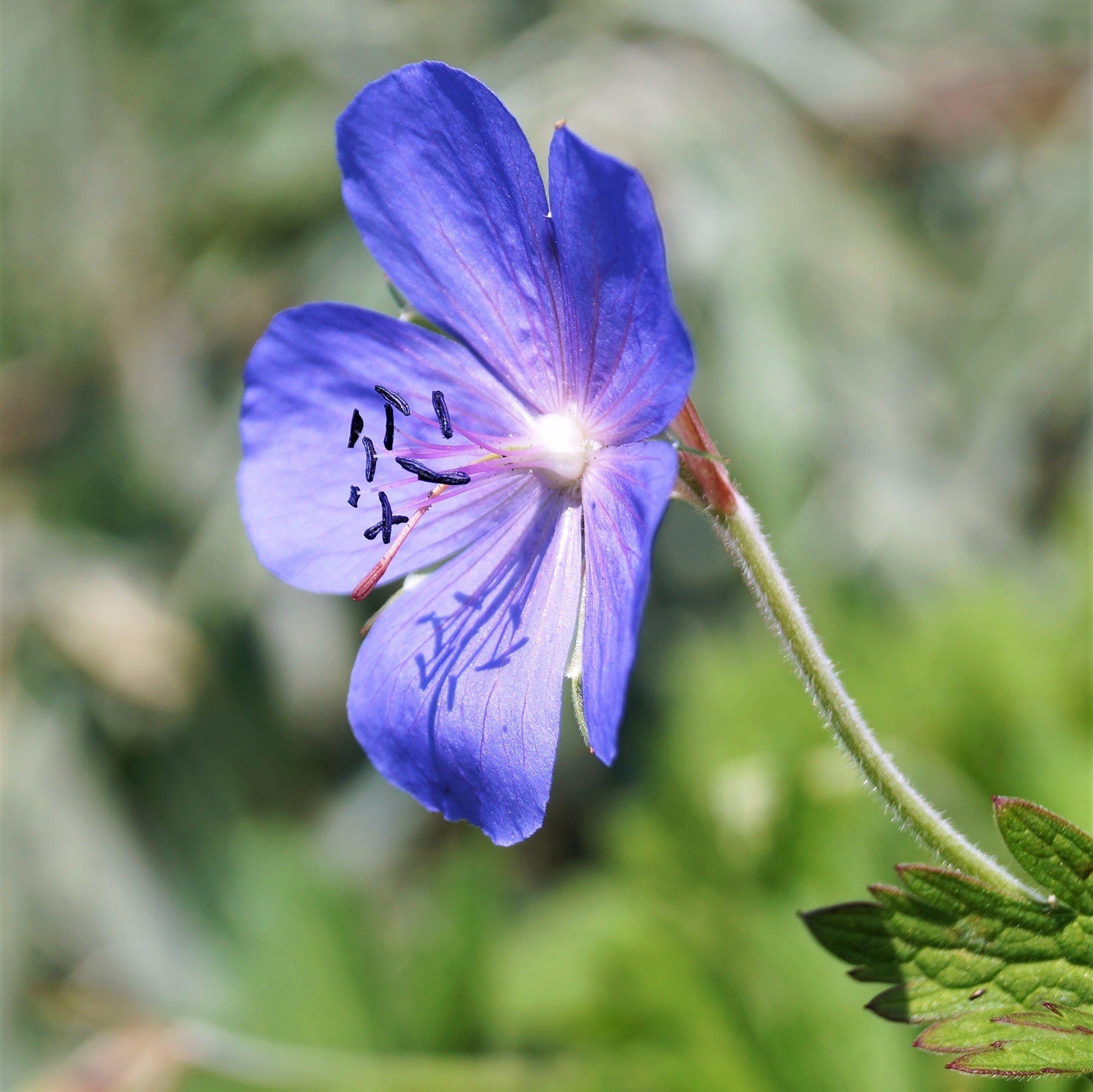 Geranium Johnson's Blue (Perennial Hardy Cranesbill)