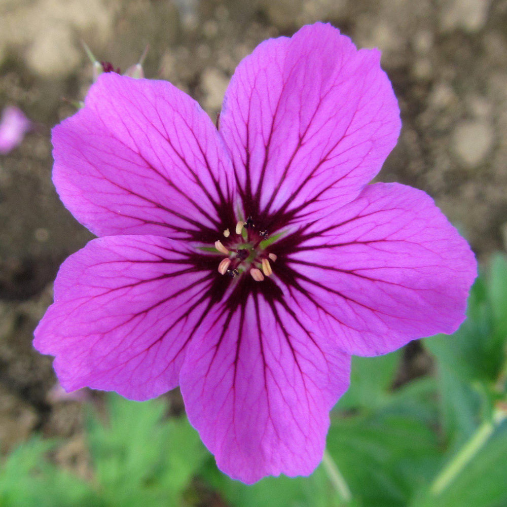 Geranium Patricia (Perennial Hardy Cranesbill)