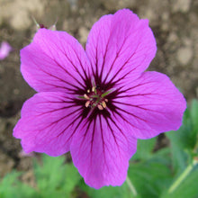 Geranium Patricia (Perennial Hardy Cranesbill)