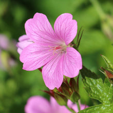 Geranium Wargrave Pink (Perennial Hardy Cranesbill)