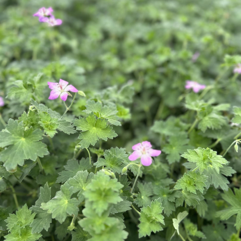 Geranium wlassovianum 1G
