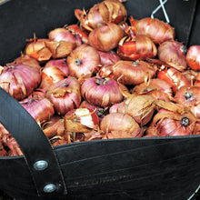 Gladiolus - Union Jack