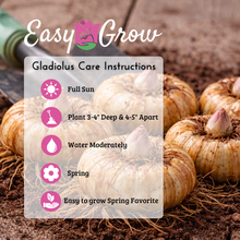 Gladiolus - Union Jack