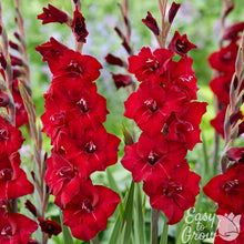 Gladiolus - First Blood