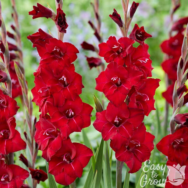 Gladiolus - First Blood