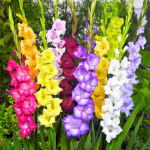 Gladiolus - Artistic Arrangers Mix