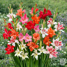 Gladiolus - Nanus Hardy Easy to Grow Mix