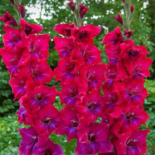 Gladiolus - Union Jack
