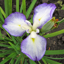 Japanese Iris - Zen Garden Mix