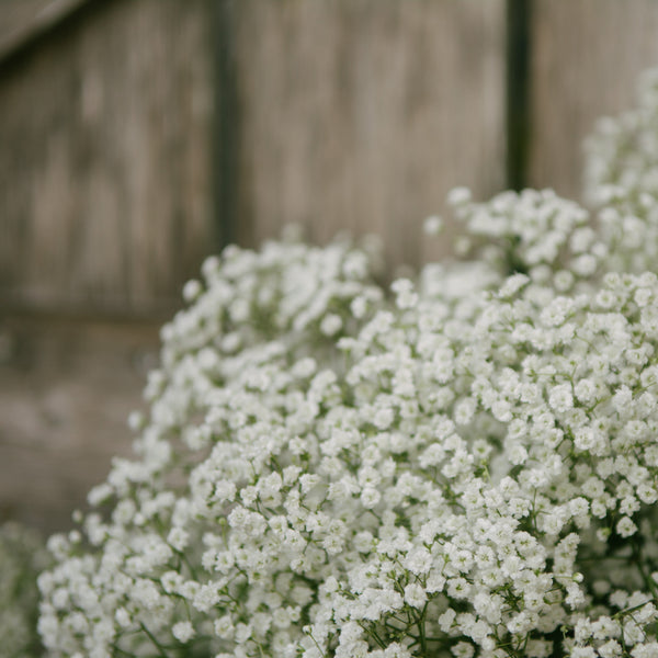 Gypsophila - Paniculata Baby's Breath White