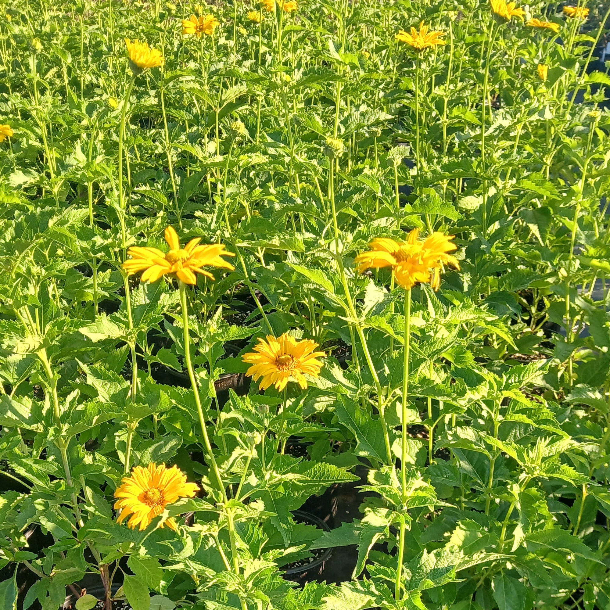 Heliopsis helianthoides var. scabra Summer Sun 1G