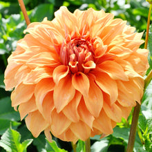 Dahlia - Great Hercules