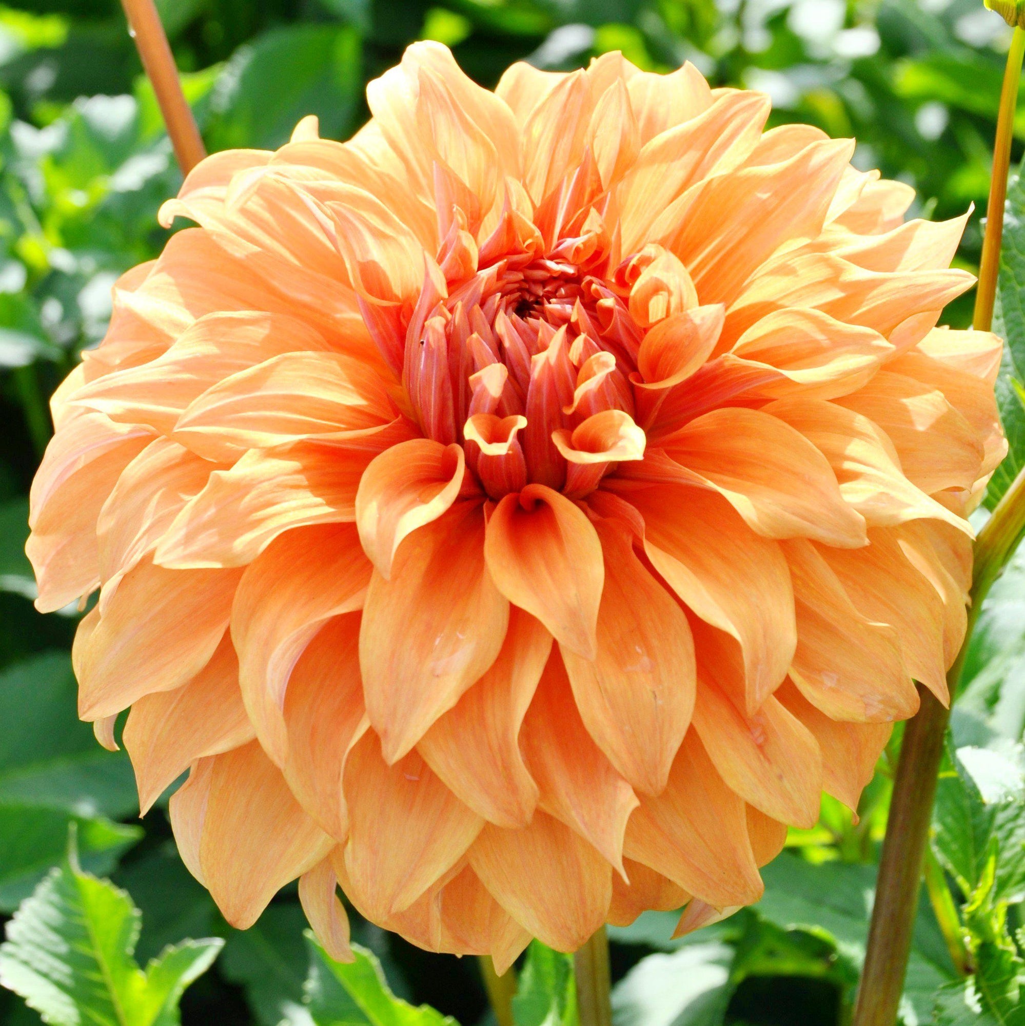 Dahlia - Great Hercules