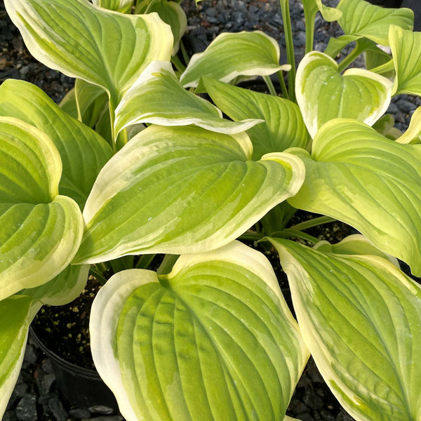 Hosta x Fragrant Bouquet 1G