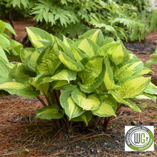 Hosta x Island Breeze 1Q