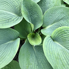 Hosta sp. Elegans 1G