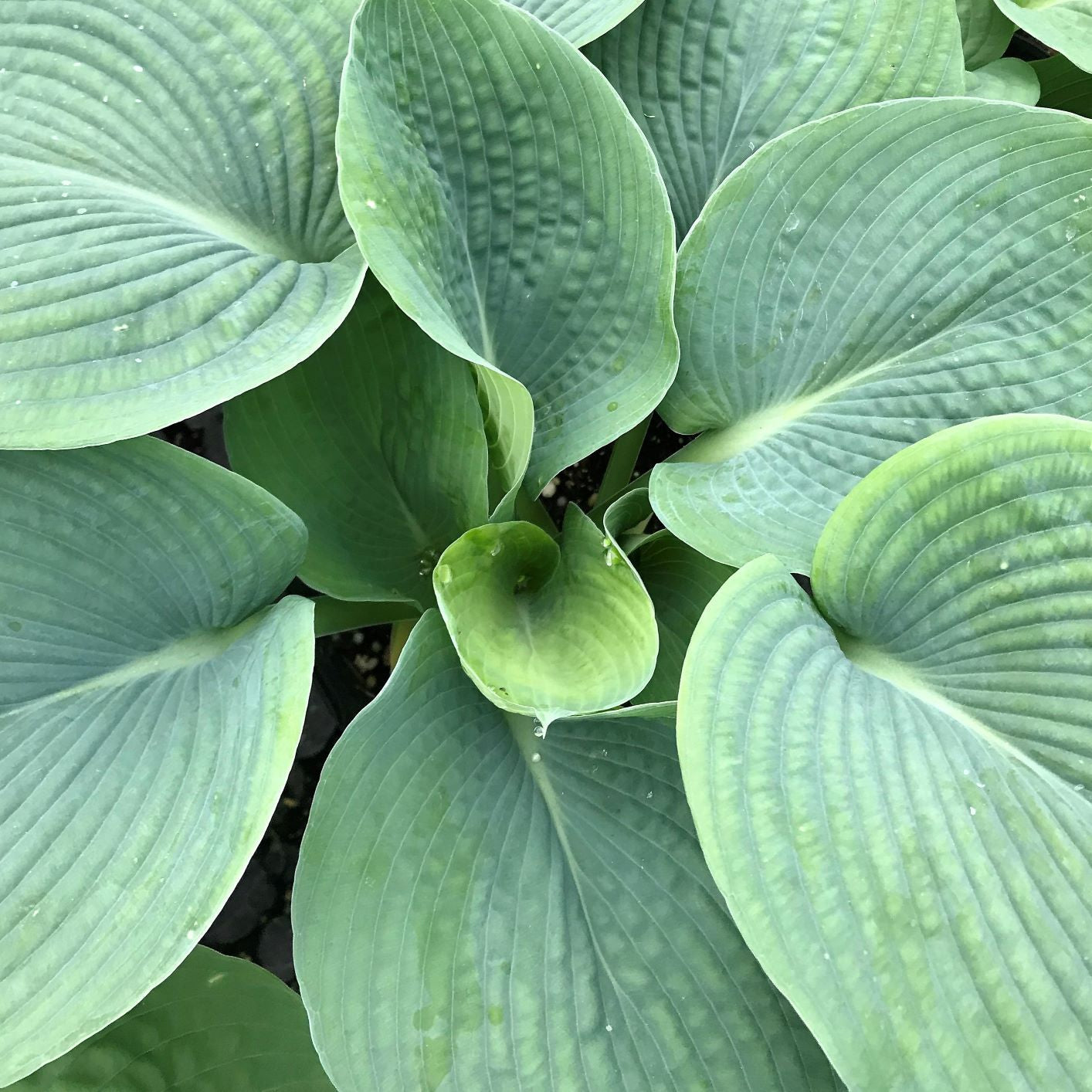 Hosta sp. Elegans 1G