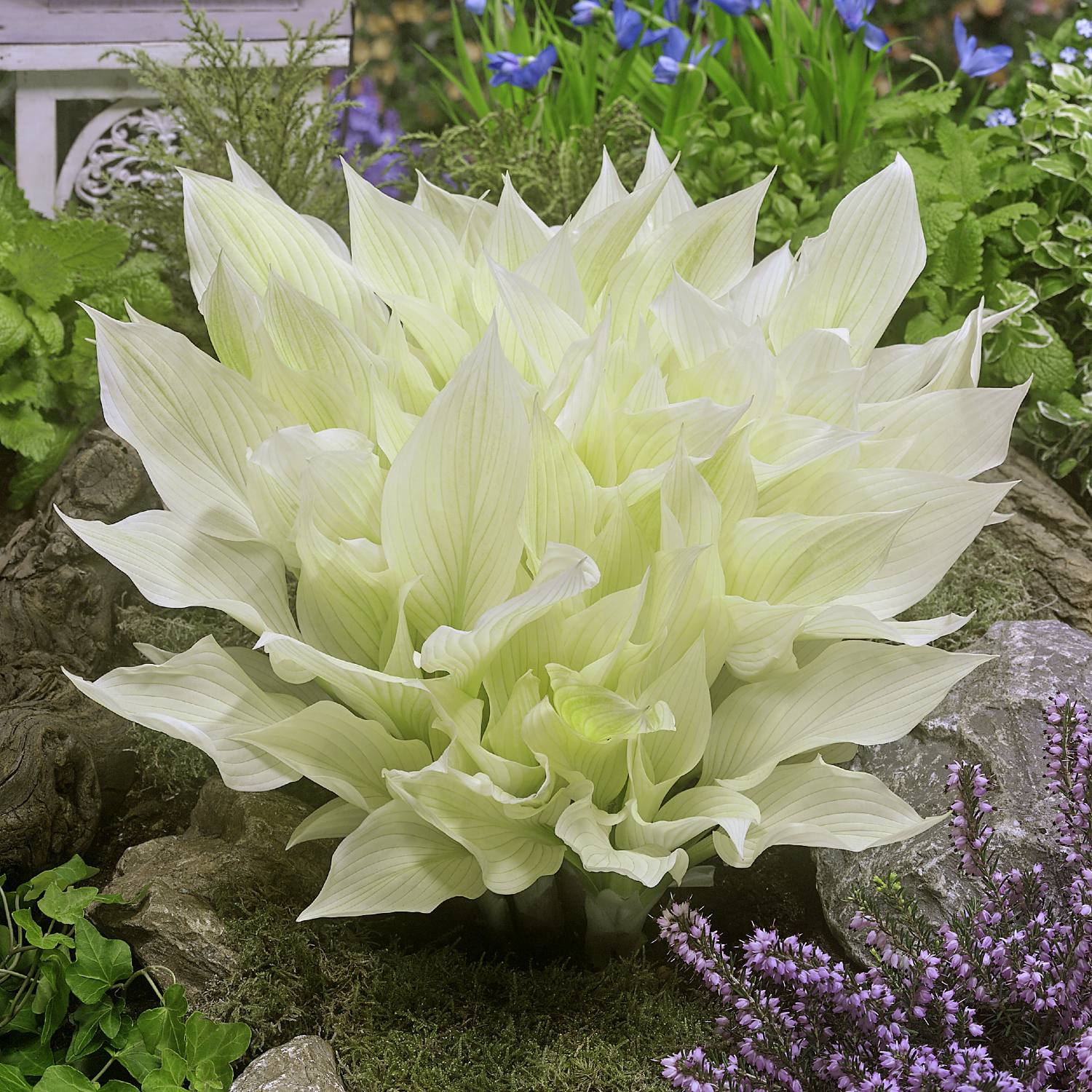 Hosta - White Feather